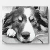 GRENZÜBERSCHREITENDE COLLIES FOTOPLATTE (Vorderseite)