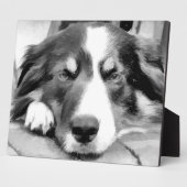 GRENZÜBERSCHREITENDE COLLIES FOTOPLATTE (Seite)