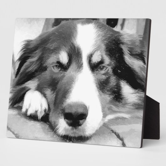 GRENZÜBERSCHREITENDE COLLIES FOTOPLATTE (Seite)