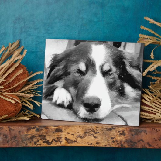 GRENZÜBERSCHREITENDE COLLIES FOTOPLATTE (Seite)