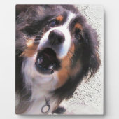 GRENZÜBERSCHREITENDE COLLIES FOTOPLATTE (Vorderseite)