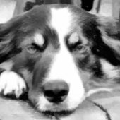 GRENZÜBERSCHREITENDE COLLIES LEINWANDDRUCK