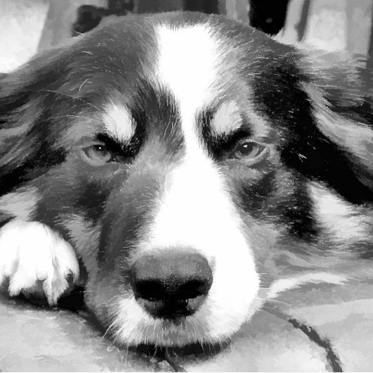 GRENZÜBERSCHREITENDE COLLIES LEINWANDDRUCK