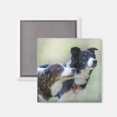 Grenzüberschreitende Colliese Magnet (Vorderseite/Rückseite)