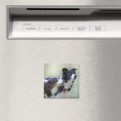 Grenzüberschreitende Colliese Magnet (In Situ (Geschirrspüler))