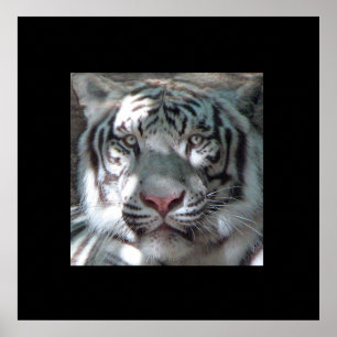 Grenzweiße Tiger-Portrait Poster