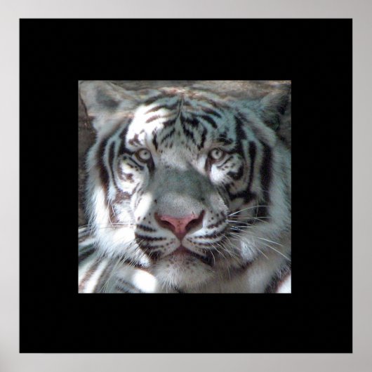 Grenzweiße Tiger-Portrait Poster (Vorne)