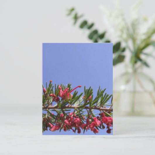 Grevillea Blume Postcard Postkarte (Stehend Vorderseite)