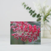 Grevillea-Blume Postkarte (Stehend Vorderseite)