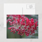 Grevillea-Blume Postkarte (Vorne/Hinten)