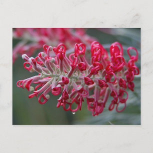 Grevillea-Blume Postkarte