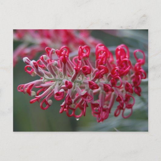 Grevillea-Blume Postkarte (Vorderseite)