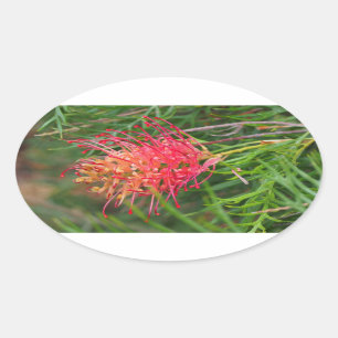 Grevillea Blumenaufkleber Ovaler Aufkleber