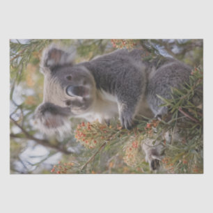 Grevillea Koala Bär, Seidenpapier