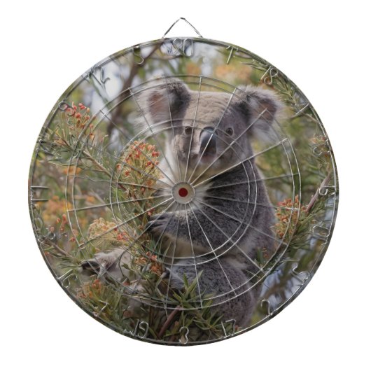 Grevillea Koala Bear, Dartscheibe (vorne)