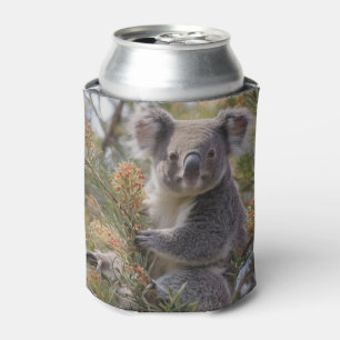 Grevillea Koala Bear, Dosenkühler