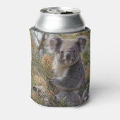 Grevillea Koala Bear, Dosenkühler (Kanne Rückseite)