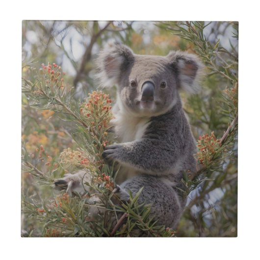 Grevillea Koala Bear, Fliese (Vorderseite)