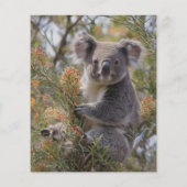Grevillea Koala Bear, Flyer (Hinten)
