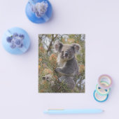 Grevillea Koala Bear, Flyer (Einzeln)