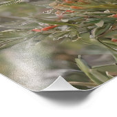 Grevillea Koala Bear, Fotodruck (Ecke)