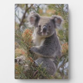 Grevillea Koala Bear, Fotoplatte (Vorderseite)