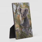 Grevillea Koala Bear, Fotoplatte (Seite)