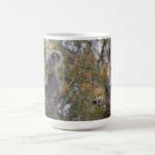 Grevillea Koala Bear, Kaffeetasse (Mittel)