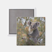 Grevillea Koala Bear, Magnet (Vorderseite/Rückseite)