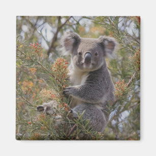 Grevillea Koala Bear, Magnet