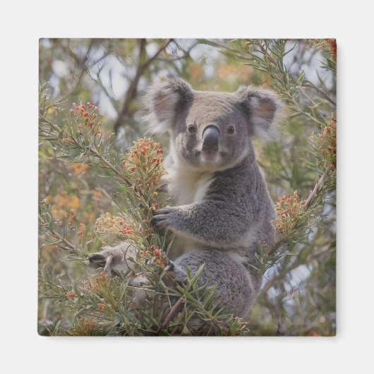 Grevillea Koala Bear, Magnet (Vorne)