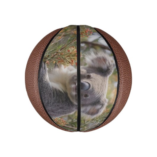 Grevillea Koala Bear, Mini Basketball (Vertikal)