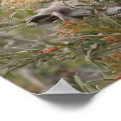 Grevillea Koala Bear, Poster (Ecke)