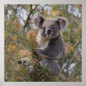 Grevillea Koala Bear, Poster (Vorne)