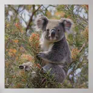 Grevillea Koala Bear, Poster
