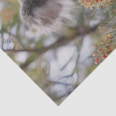 Grevillea Koala Bear, Seidenpapier (Detail)