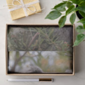 Grevillea Koala Bear, Seidenpapier (Geschenk)