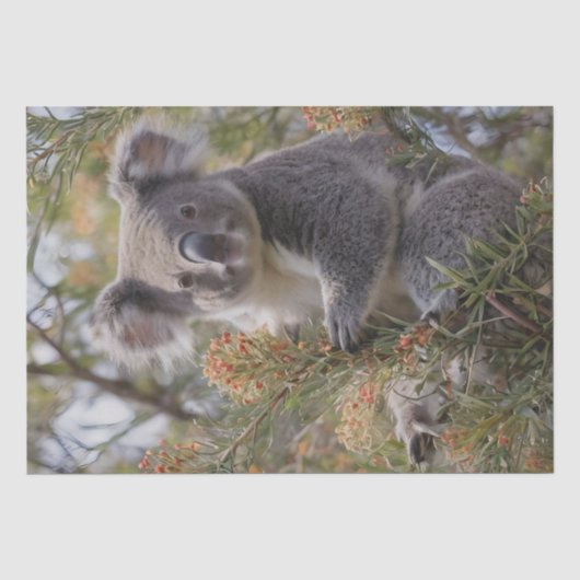 Grevillea Koala Bear, Seidenpapier (Vorderseite)