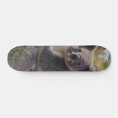 Grevillea Koala Bear, Skateboard (Horizontal)
