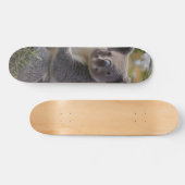 Grevillea Koala Bear, Skateboard (Horizontal)