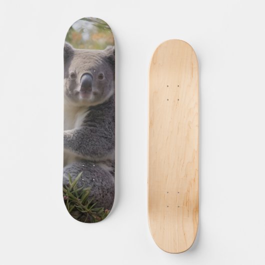 Grevillea Koala Bear, Skateboard (Vorderseite)