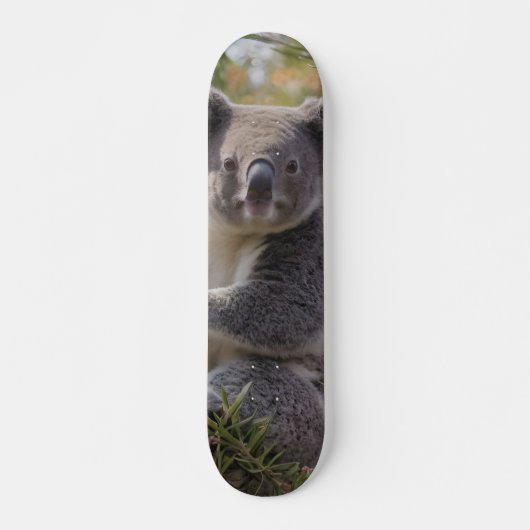 Grevillea Koala Bear, Skateboard (Vorne)