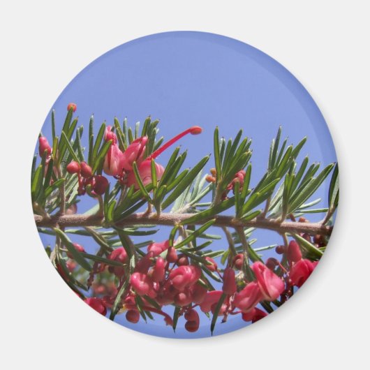 Grevillea Pflanze Magnet (Vorne)