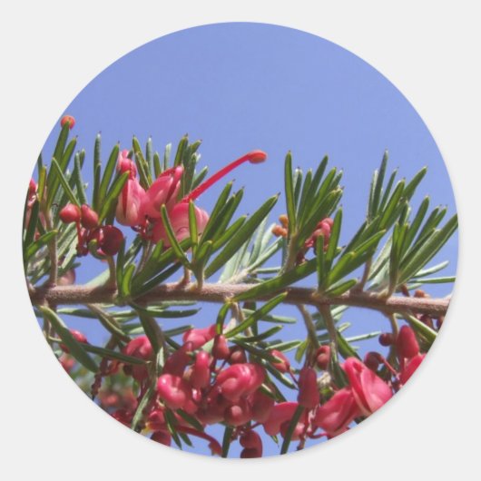Grevillea Pflanze Stickers (Vorderseite)