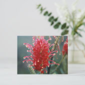 Grevillea Postkarte (Stehend Vorderseite)