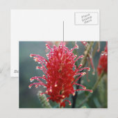 Grevillea Postkarte (Vorne/Hinten)