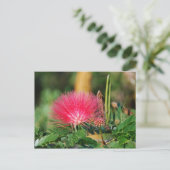 Grevillia Postkarte (Stehend Vorderseite)