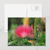 Grevillia Postkarte (Vorne/Hinten)