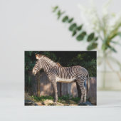 Grevy's Zebra Postcard Postkarte (Stehend Vorderseite)