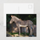 Grevy's Zebra Postcard Postkarte (Vorne/Hinten)